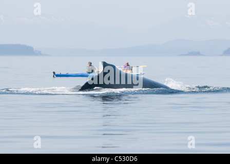 Humpback whale surfaces near sea kayakers in Frederick Sound, Inside Passage, Southeast Alaska, Summer Stock Photo