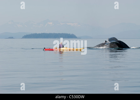 Humpback whale surfaces near a woman sea kayaker in Frederick Sound, Inside Passage, Southeast Alaska, Summer Stock Photo
