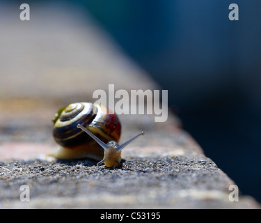 small snail on a wall in the sunshine Stock Photo