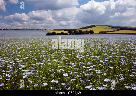 Field of flax near Exton, Hampshire, England. Stock Photo