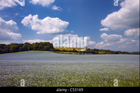 Field of flax near Exton, Hampshire, England. Stock Photo