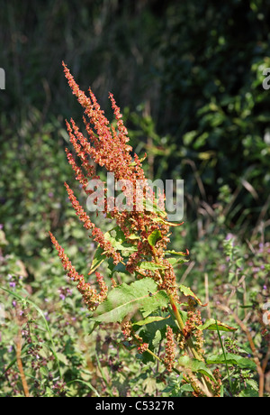 Common sorrel flower Stock Photo