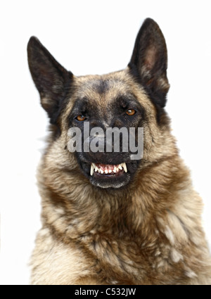 portrait of scary german sheppard on white Stock Photo