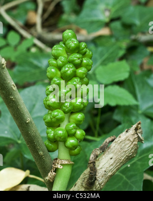 Wild Arum (Arum Maculatum) Seed head. Also known as 'Lords and Ladies', 'Jack in the Pulpit' or 'Cuckoo Pint'. East Sussex UK Stock Photo