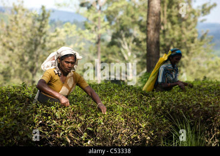 Tamil woman tea pickers. Nuwara Eliya. Sri Lanka. Stock Photo