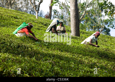 Women tea pickers and labourers. Nuwara Eliya. Sri Lanka. Stock Photo