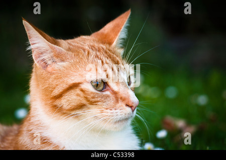 Ginger tabby Cat with an Alert Surprised Expression. Stock Photo