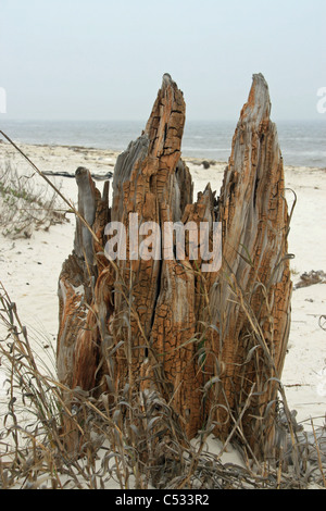 Sea Oats and driftwood on the beach at sunrise on Hilton Head Island ...