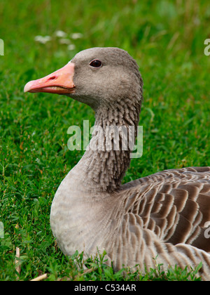 Grey goose is sitting in grass on meadow Stock Photo