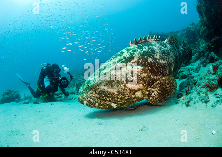 Scuba Diver and Goliath Grouper (Epinephelus itajara) in Palm Beach; FL. Protected and endangered Stock Photo