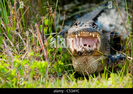 American Alligator (Alligator mississippiensis) basking in the sun in Everglades National Park, Florida. Stock Photo