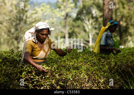 Tamil woman tea pickers. Nuwara Eliya. Sri Lanka. Stock Photo