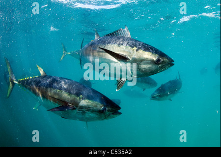 Captive Southern Bluefin Tuna (Thunnus maccoyii) held in a pen in Port Lincoln, Australia. Endangered. Stock Photo