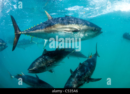 Captive Southern Bluefin Tuna (Thunnus maccoyii) held in a pen in Port Lincoln, Australia. Endangered. Stock Photo