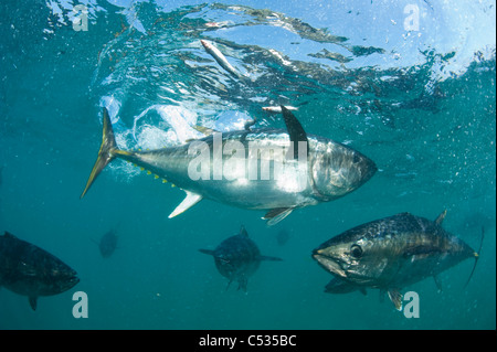 Captive Southern Bluefin Tuna (Thunnus maccoyii) held in a pen in Port Lincoln, Australia. Endangered. Stock Photo