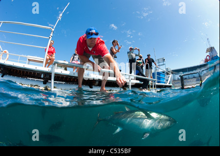 Captive Southern Bluefin Tuna (Thunnus maccoyii) held in a pen in Boston Bay in Port Lincoln, Australia. Endangered Stock Photo