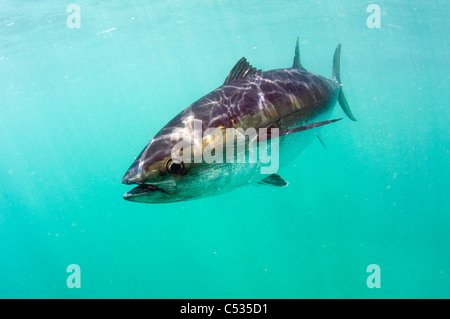 Captive Southern Bluefin Tuna (Thunnus maccoyii) held in a pen in Port Lincoln, Australia. Endangered. Stock Photo