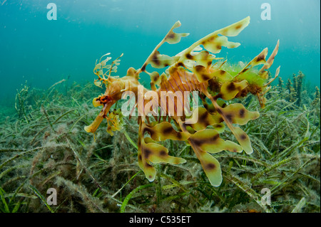 A male Leafy Sea Dragon (Phycodurus eques) swims over the sea grass and kelp near the jetty in Edithburgh, South Australia. Stock Photo