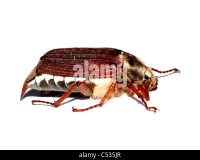 Maybeetle on white background
