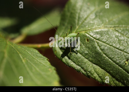 Speckled Bush-Cricket nymph (Leptophyes punctatissima) on a bramble leaf, England. Stock Photo