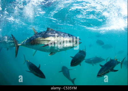 Captive Southern Bluefin Tuna (Thunnus maccoyii) held in a pen in Port Lincoln, Australia. Endangered. Stock Photo