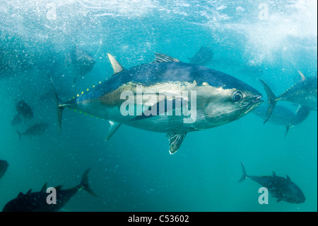 Captive Southern Bluefin Tuna (Thunnus maccoyii) held in a pen in Port Lincoln, Australia. Endangered. Stock Photo