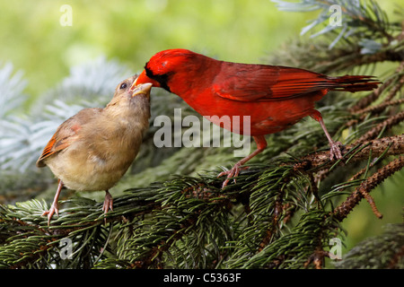 Northern Cardinals (male and juvenile) (Cardinalis cardinalis) Stock Photo