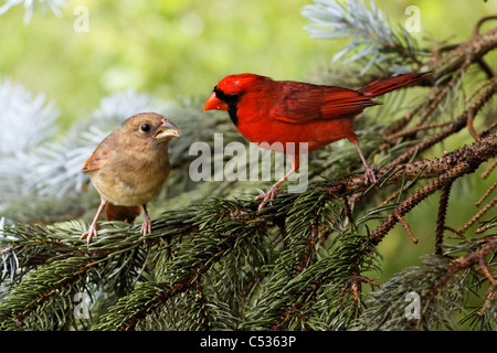 Northern Cardinals (male and juvenile) (Cardinalis cardinalis) Stock Photo