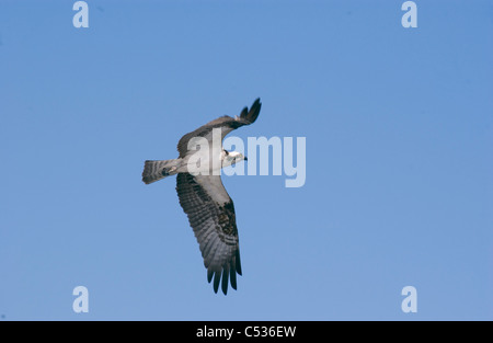 Osprey in flight against clear blue sky and carrying a fish it caught ...