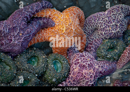 ochre star (Pisaster ochraceus) and green sea anemone,  Ruby Beach, Olympic National Park, Washington Stock Photo