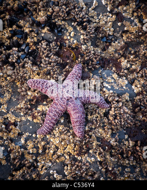 purple ochre star, Ruby Beach, Olympic National Park, Washington Stock Photo