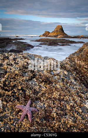 purple ochre star, Ruby Beach, Olympic National Park, Washington Stock Photo