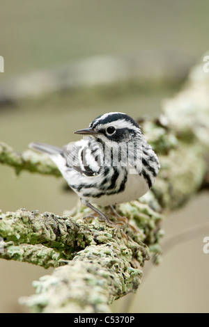 Black and White Warbler - vertical Stock Photo