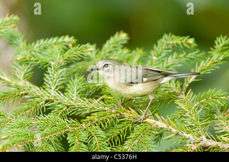 Female Black-throated Blue Warbler perched in Eastern Hemlock Tree Stock Photo