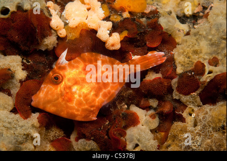 Mosaic Filefish or Leatherjacket (Eubalichthys mosaicus) swims underneath the Blairgowrie Jetty in Victoria, Australia Stock Photo
