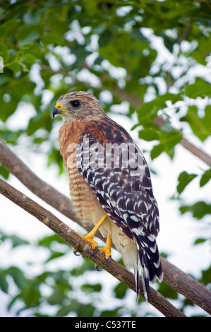 Wild, non-captive, non-habituated Red-shouldered Hawk (Buteo lineatus) in Everglades National Park, Florida Stock Photo
