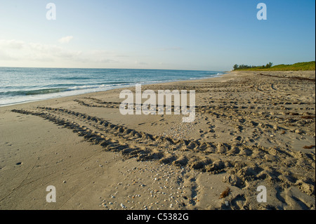Loggerhead Sea turtle (Caretta caretta) tracks, egg shells and nests on the beach in Juno, Florida. Stock Photo