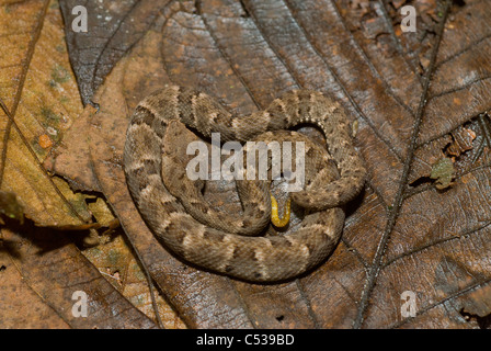 Juvenile fer-de-lance (Bothrops atrox) in the Amazon Basin in Peru. Stock Photo