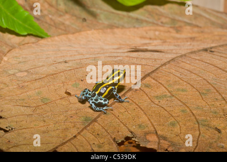 Black-and-yellow poison dart frog (Dendrobates ventrimaculatus) in the Amazon Basin of Peru