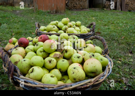 two wooden baskets with fresh green apples in the garden Stock Photo