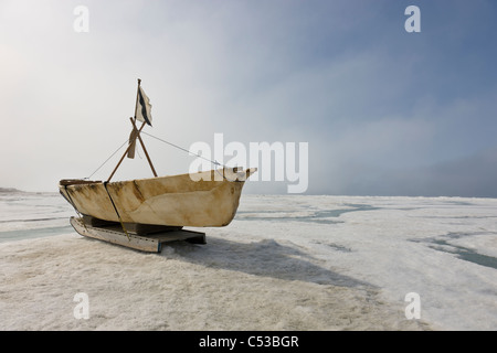 Inupiaq Eskimo Skin Boat  made from bearded seal skin resting on the shore ice of the Chukchi Sea off shore of Barrow, Alaska Stock Photo