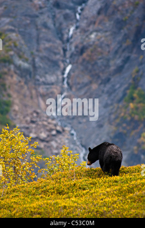 A black bear foraging for berries on a hillside near the Harding Icefield Trail, Kenai Fjords National Park, Seward, Alaska Stock Photo