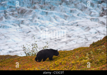 A black bear foraging for berries on a hillside near the Harding Icefield Trail, Kenai Fjords National Park, Seward, Alaska Stock Photo