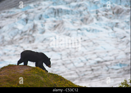 A black bear foraging for berries on a hillside near the Harding Icefield Trail, Kenai Fjords National Park, Seward, Alaska Stock Photo