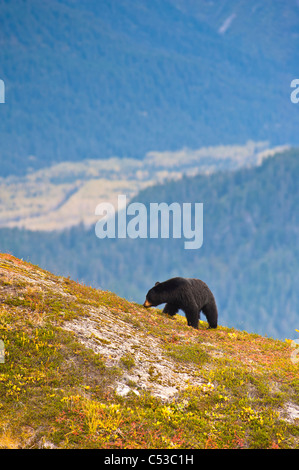 A black bear foraging for berries near the Harding Icefield Trail near Exit Glacier, Kenai Fjords National Park, Seward, Alaska Stock Photo