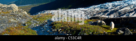 Nanny mountan goat and her young billy grazing on plants near Harding Icefield Trail, Kenai Fjords National Park, Alaska Stock Photo