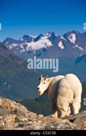 Young billy goat standing on a mountain ridge near Exit Glacier, Kenai Fjords National Park, Kenai Peninsula, Alaska Stock Photo