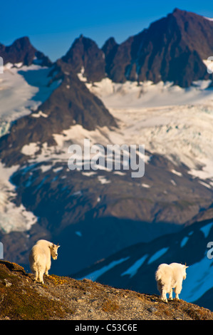Three Mountain Goats walking on a ridge near Harding Icefield Trail in Kenai Fjords National Park, Kenai Peninsula, Alaska Stock Photo
