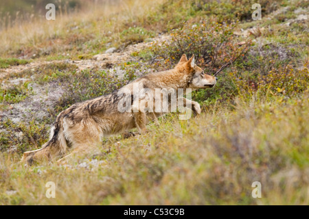 Gray wolf walking across tundra in Stony Pass, Denali National Park and Preserve, Interior Alaska, Autumn Stock Photo