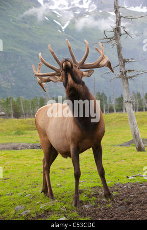 A Roosevelt elk bugles during the rut season, Alaska Wildlife Conservation Center, Southcentral Alaska, Summer Stock Photo